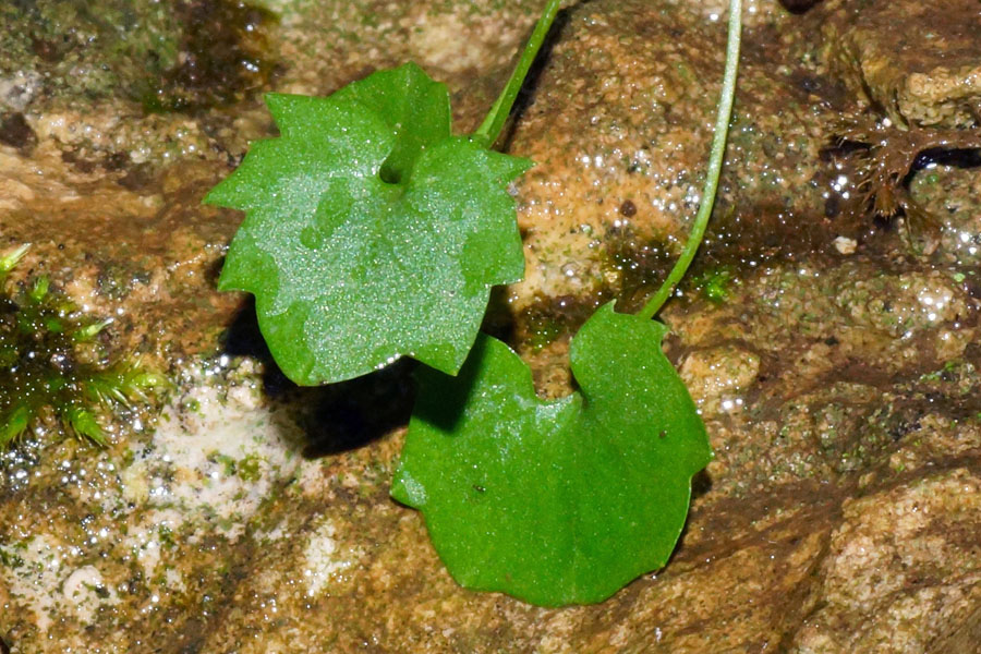 Cymbalaria da determinare
